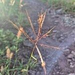 Bothriochloa insculpta Flor