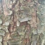 Pinus ayacahuite Bark
