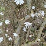 Magnolia stellata 樹皮