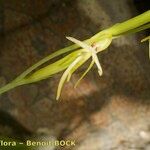 Habenaria tridactylites Blomst