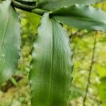 Cyrtorchis monteiroae Hoja