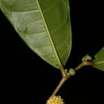 Maquira guianensis Ŝelo