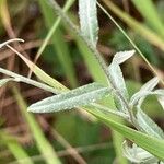 Xeranthemum cylindraceum Leaf