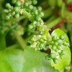 Parthenocissus tricuspidata Flor