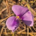 Vigna frutescens Blüte