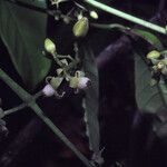 Trichilia schomburgkii
