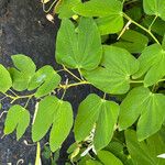 Bauhinia forficata 葉