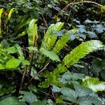 Asplenium scolopendriumFlor