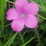Linum viscosum Flower