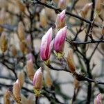 Magnolia × soulangeana Прочее