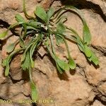 Asplenium seelosii Агульны выгляд