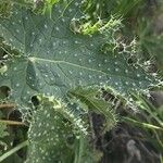 Cnidoscolus angustidens Hoja