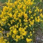Genista sagittalis Otro