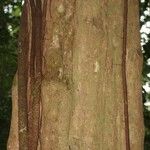 Chaetocarpus schomburgkianus Corteza