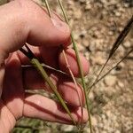 Dichanthium aristatum Flors