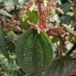 Miconia longicoma Frunză