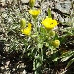 Hieracium amplexicaule Habitus