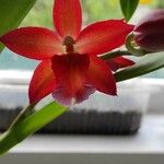 Cattleya wittigiana Flor