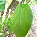 Passiflora ligularis Leaf