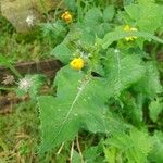 Sonchus oleraceusبرگ