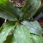 Kaempferia galanga Leaf