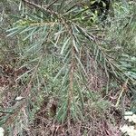 Acacia linifolia Lehti