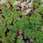 Mimosa quadrivalvis Leaf