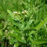 Euploca procumbens Habit