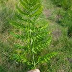 Dryopteris carthusiana برگ