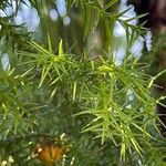 Araucaria cunninghamii Blad