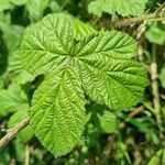 Rubus pruinosus পাতা