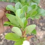 Searsia natalensis Leaf