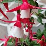 Fuchsia × standishii Çiçek