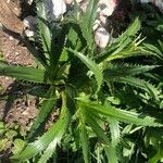 Eryngium agavifolium ഇല