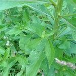 Oenothera villosa Feuille