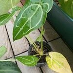 Anthurium crystallinum Hábito