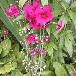 Primula bulleyana ফুল