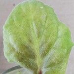Streptocarpus ionanthus Blad