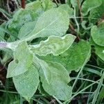 Silene latifolia Fuelha