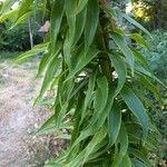 Lilium henryi Leaf