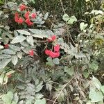 Cnestis ferruginea Fruit