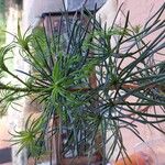 Sciadopitys verticillata Likasa