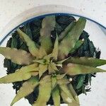 Cryptanthus zonatus Φύλλο