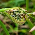 Allium oleraceum花