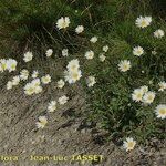 Leucanthemum pallens Habitat