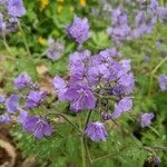 Phacelia bipinnatifida Flor