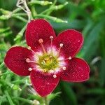 Saxifraga praetermissa Flower