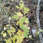 Ribes inerme Hoja
