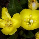 Taraxia subacaulis Flower