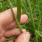 Axonopus fissifolius Leaf